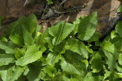Campanula rapunculoides