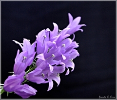 Campanula rapunculoides