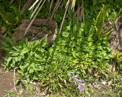 Campanula rapunculoides