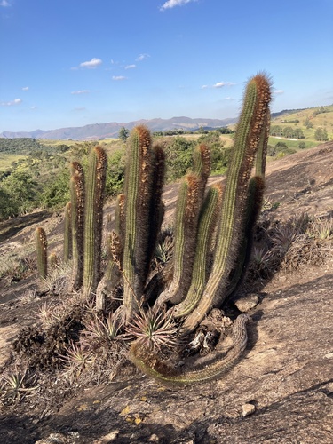 Coleocephalocereus buxbaumianus