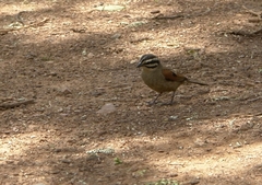Emberiza capensis reidi