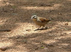 Emberiza capensis reidi