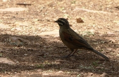 Emberiza capensis reidi