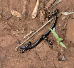 Plectroctena mandibularis
