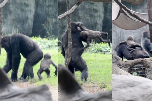 Gorilla gorilla