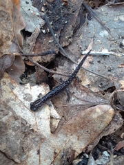 Plethodon glutinosus