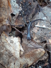 Plethodon glutinosus