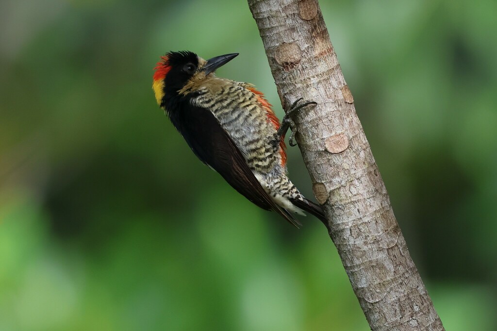 Beautiful Woodpecker