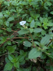 Gratiola virginiana