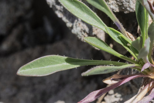 Boechera covillei