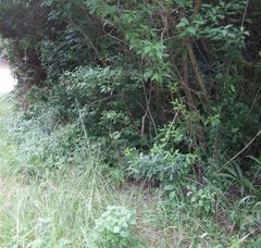 Polygala sphenoptera sphenoptera