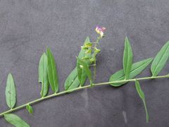 Polygala sphenoptera sphenoptera