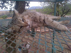 Felis lybica cafra
