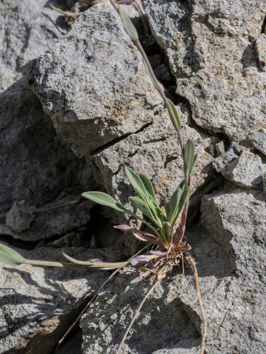 Coville's rockcress (Boechera covillei)