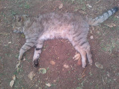 Felis lybica cafra