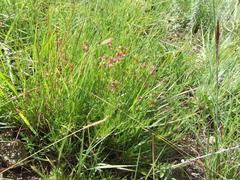 Indigofera hedyantha