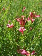 Indigofera hedyantha