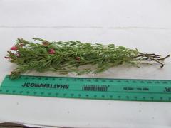 Indigofera hedyantha