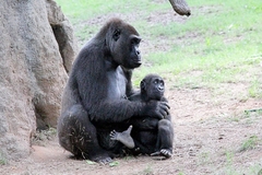 Gorilla gorilla