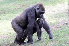 Gorilla gorilla