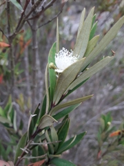 Myrceugenia lanceolata