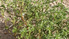 Cryptantha maritima maritima