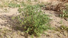 Cryptantha maritima maritima