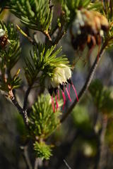 Erica recurvata