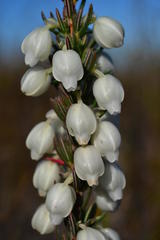 Erica grisbrookii