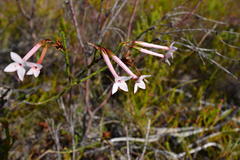 Erica jasminiflora