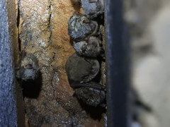 Myotis austroriparius
