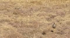 Vanellus senegallus lateralis