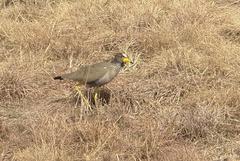 Vanellus senegallus lateralis