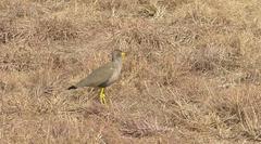 Vanellus senegallus lateralis