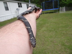 Lampropeltis getula
