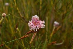 Serruria linearis