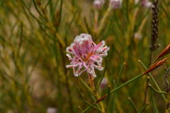 Serruria linearis