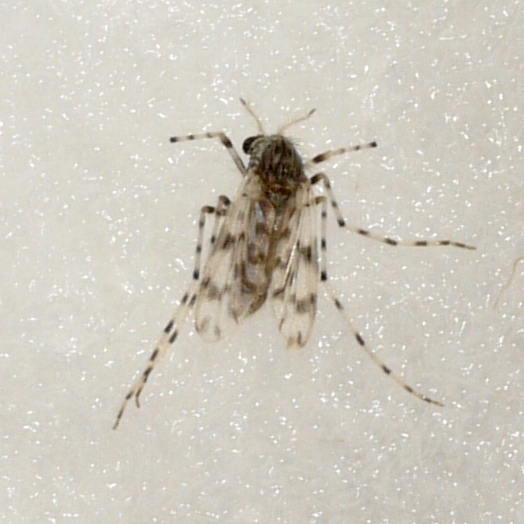 Ablabesmyia peleensis