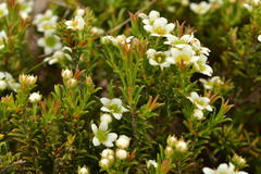 Diosma aspalathoides