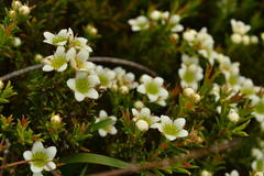 Diosma aspalathoides