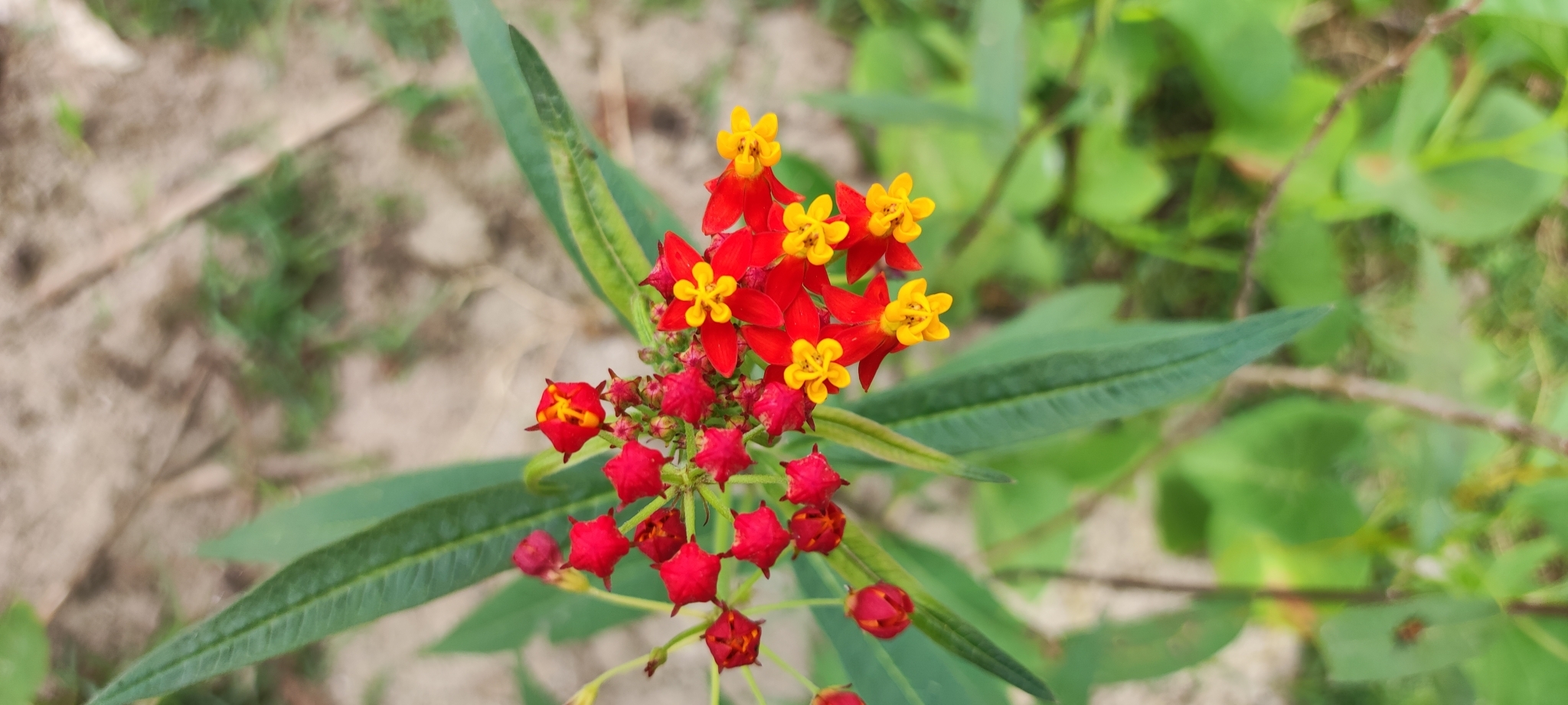 Asclepias curassavica image