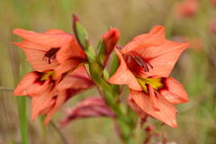 Gladiolus meliusculus