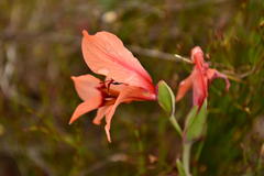 Gladiolus meliusculus