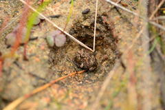 Vandijkophrynus angusticeps