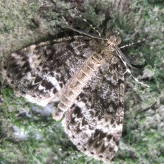 Pseudocoremia indistincta