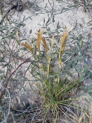 Jouvea pilosa