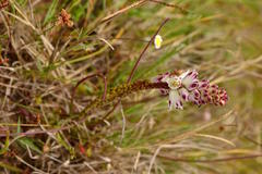 Lachenalia contaminata
