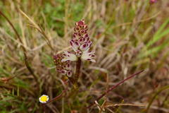 Lachenalia contaminata