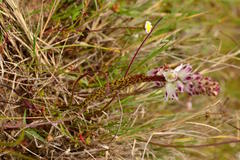 Lachenalia contaminata