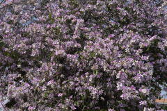 Bauhinia variegata variegata
